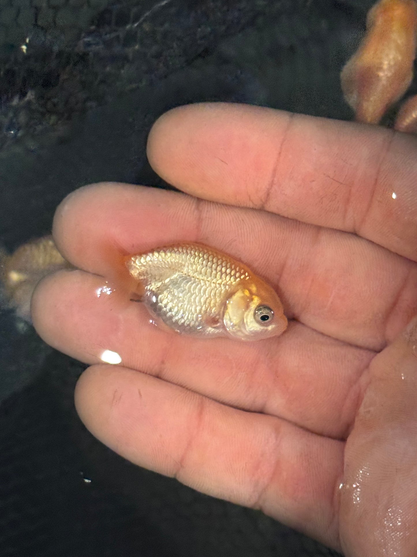 Assorted red/white small/lower quality ranchus (group of five)