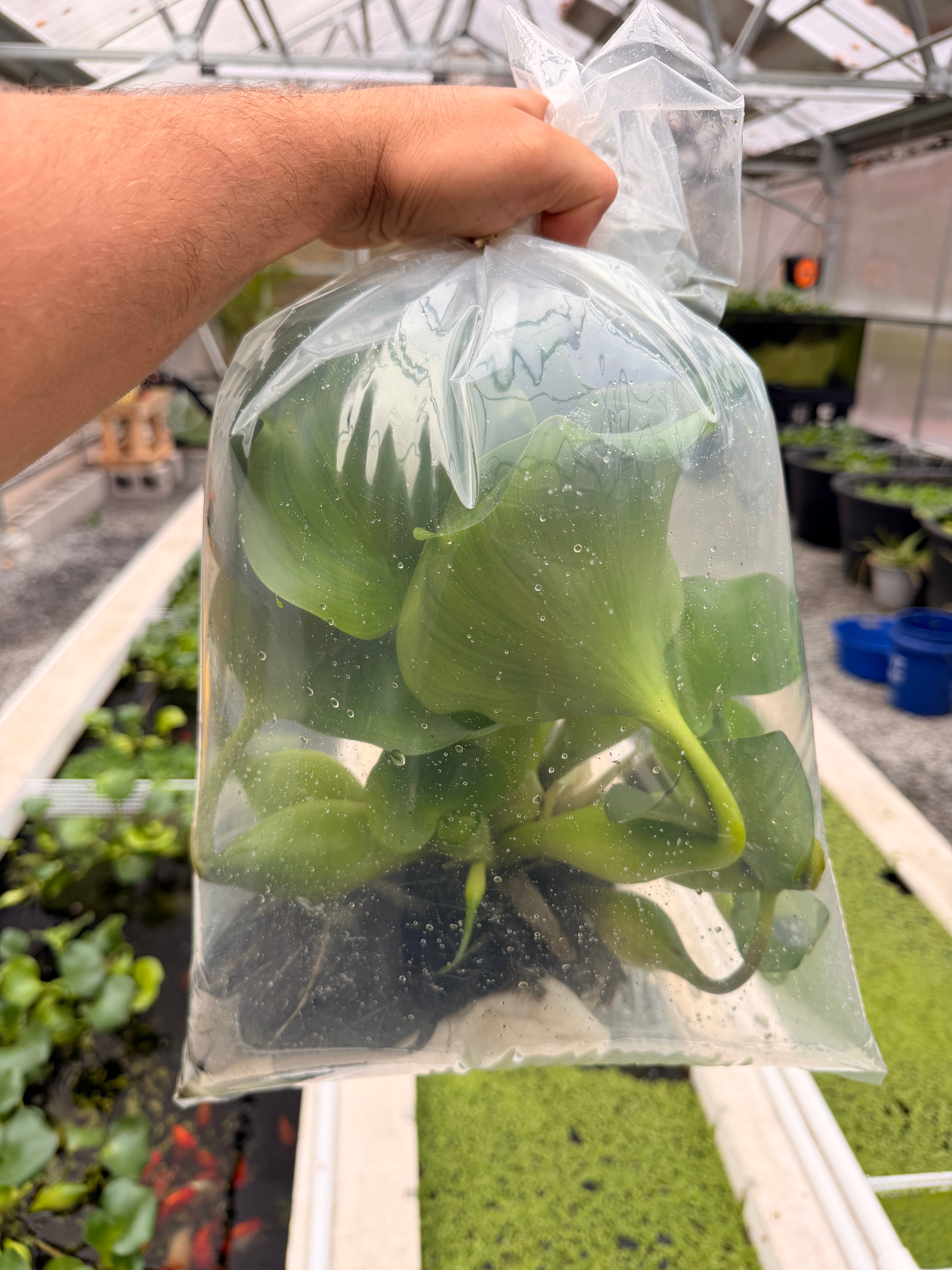 Water Hyacinth – Luke's Goldies