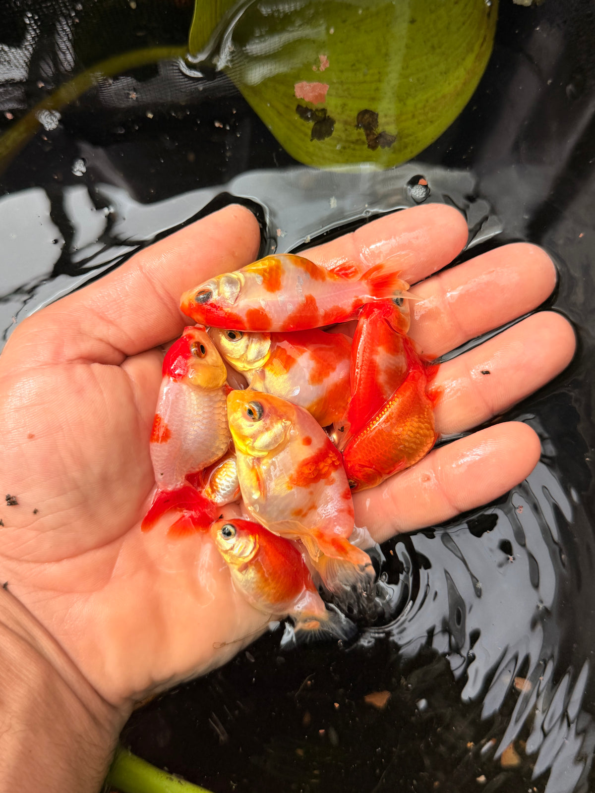 Group of 5 larger medium quality ranchu & sharkchu