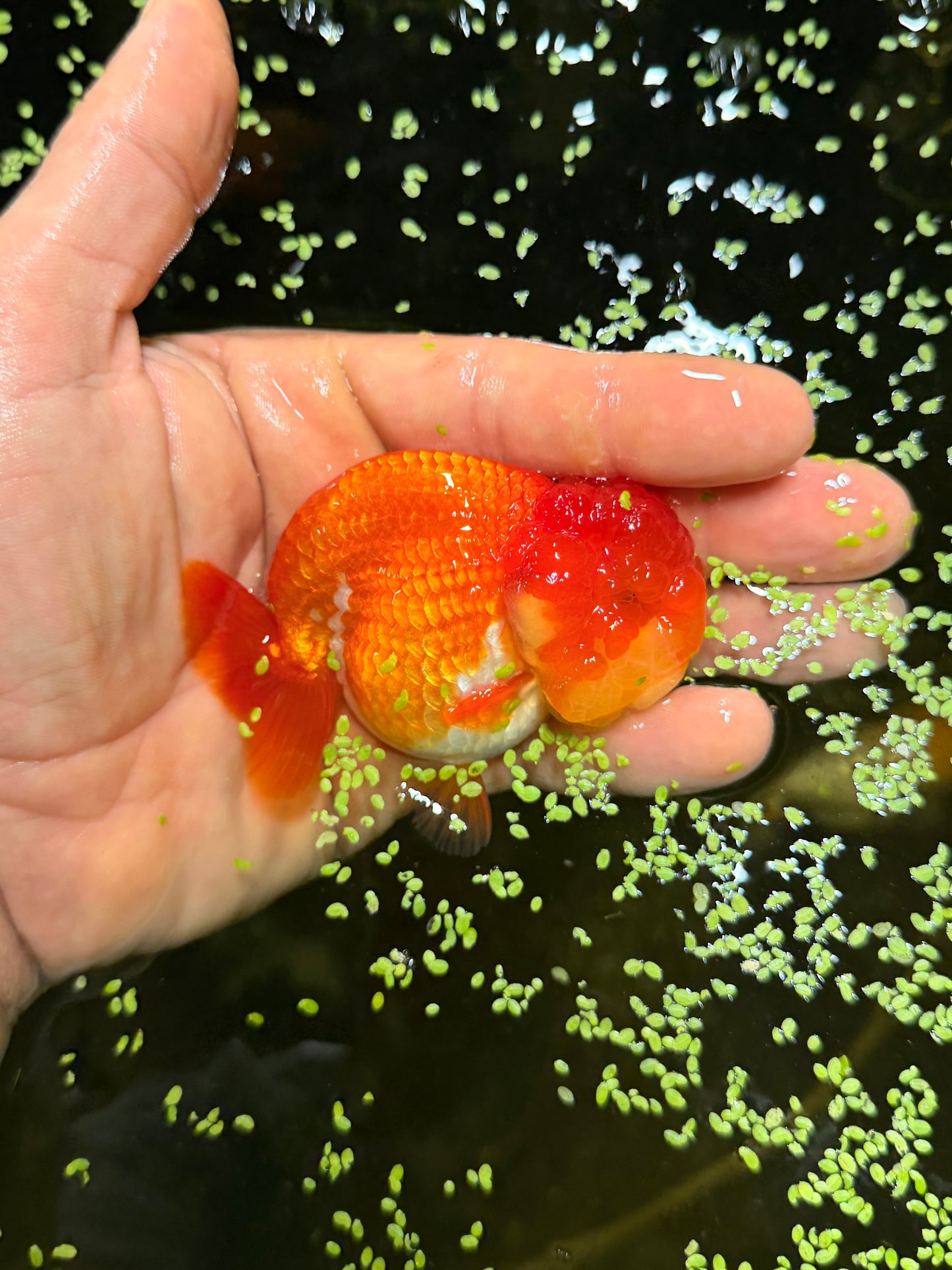 The living, swimming, mandarin orange