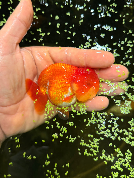 The living, swimming, mandarin orange