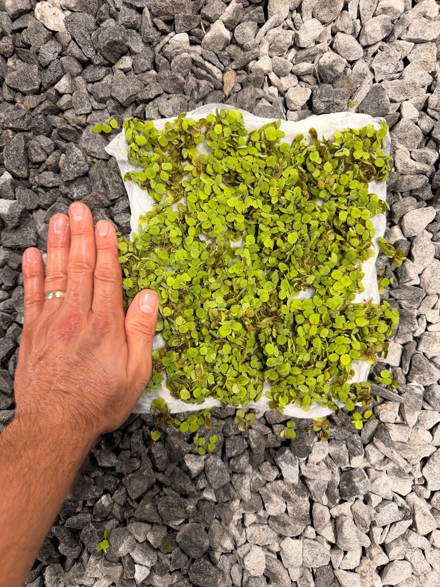 Salvinia Minima (FREE SHIPPING)