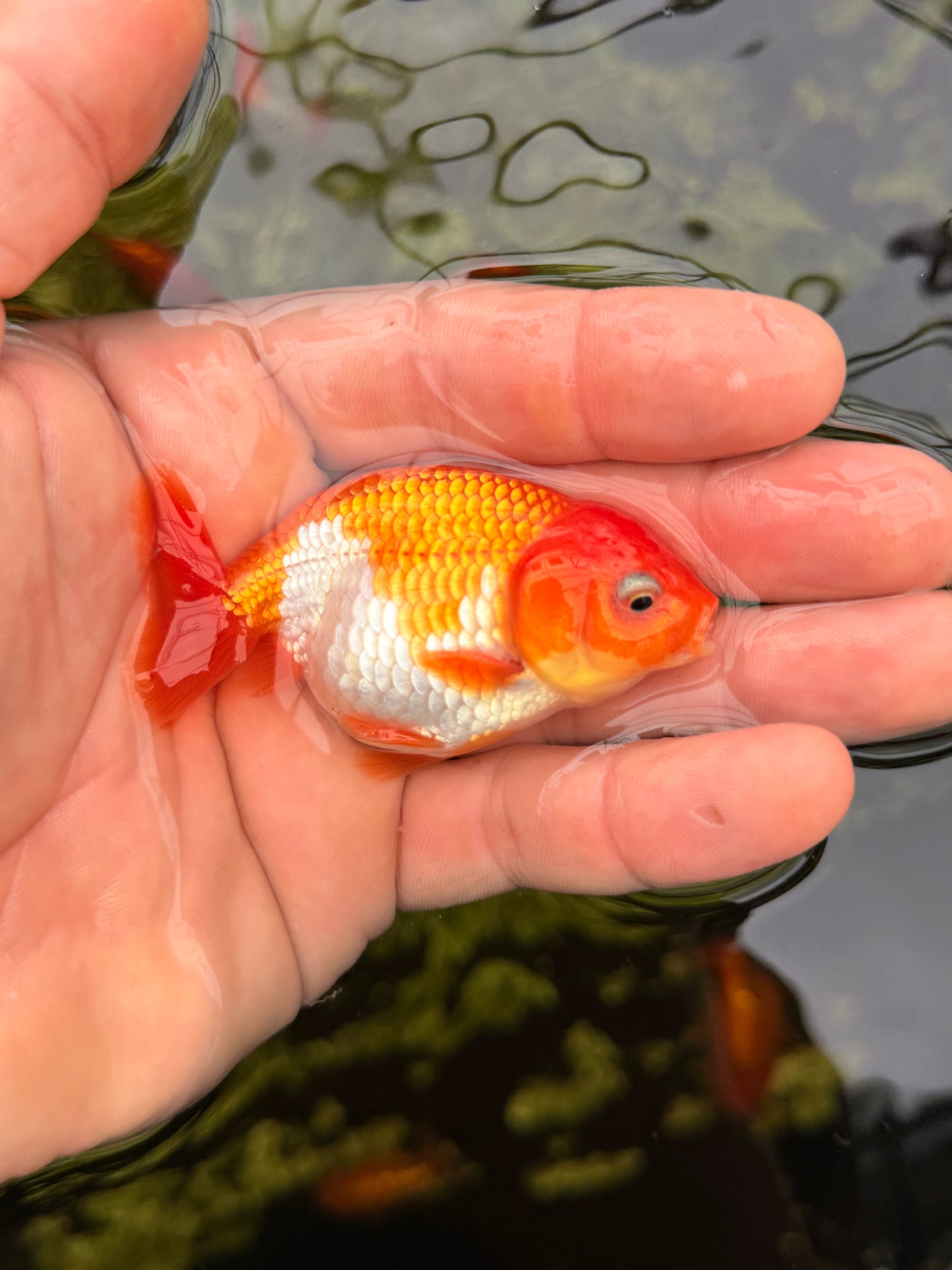 Mr. Half Ketchup Nugget