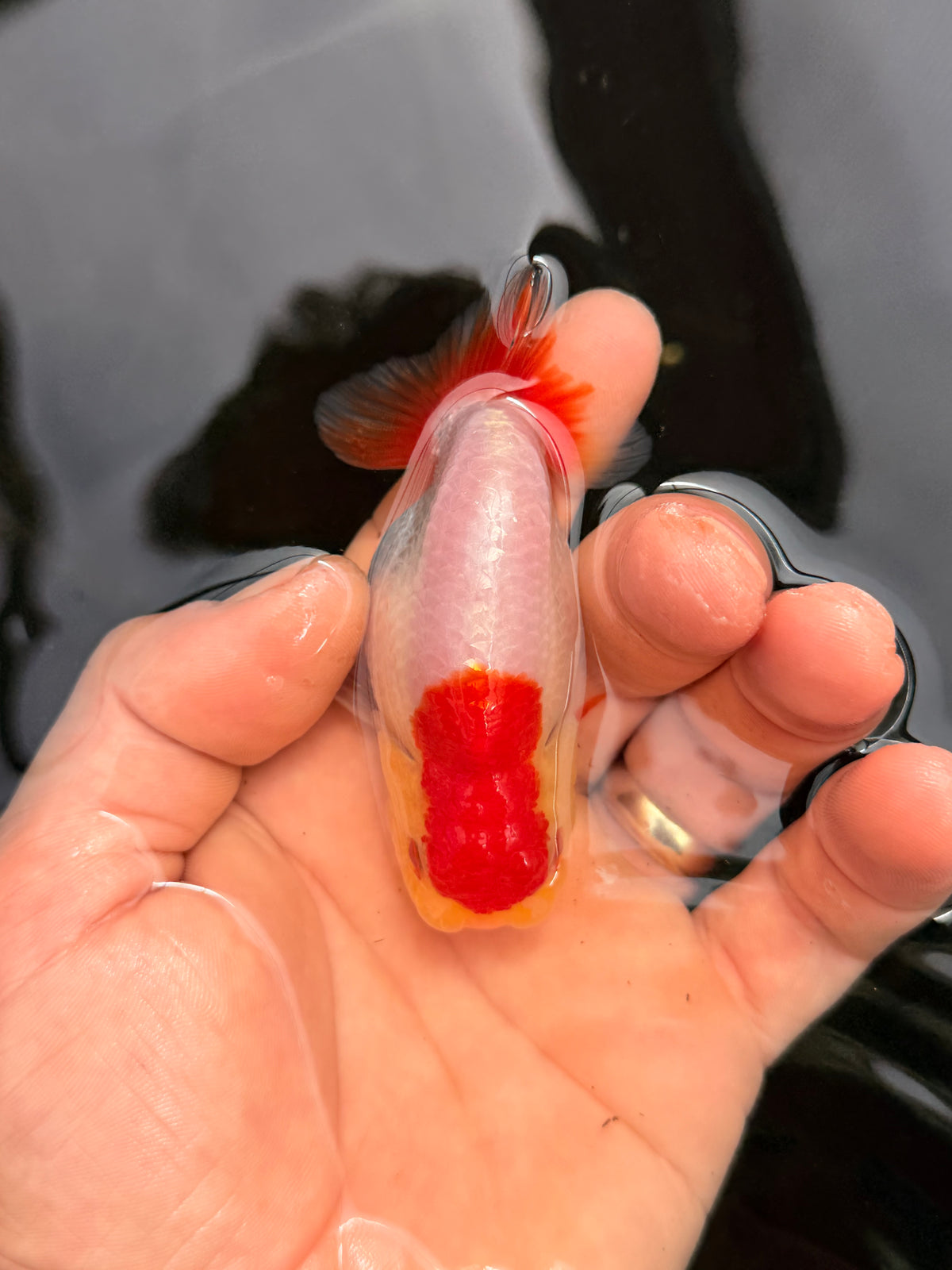 Ketchup stain
