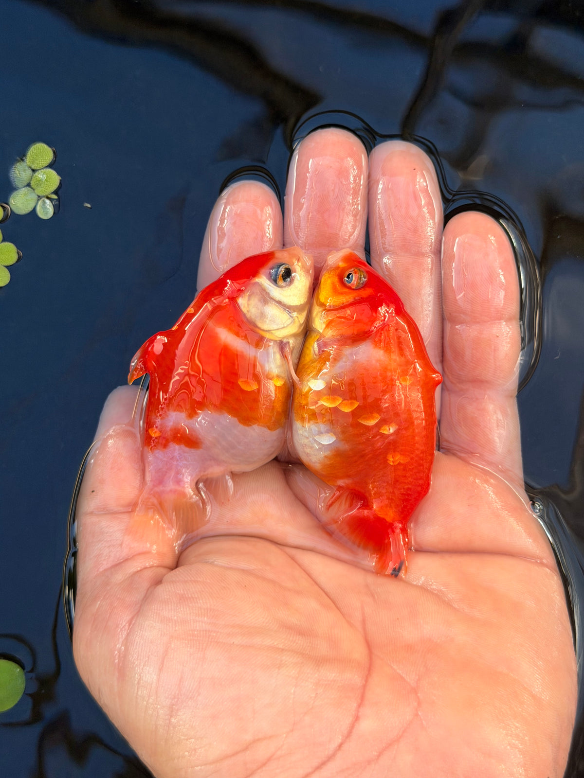 The Dragon Shark Duo