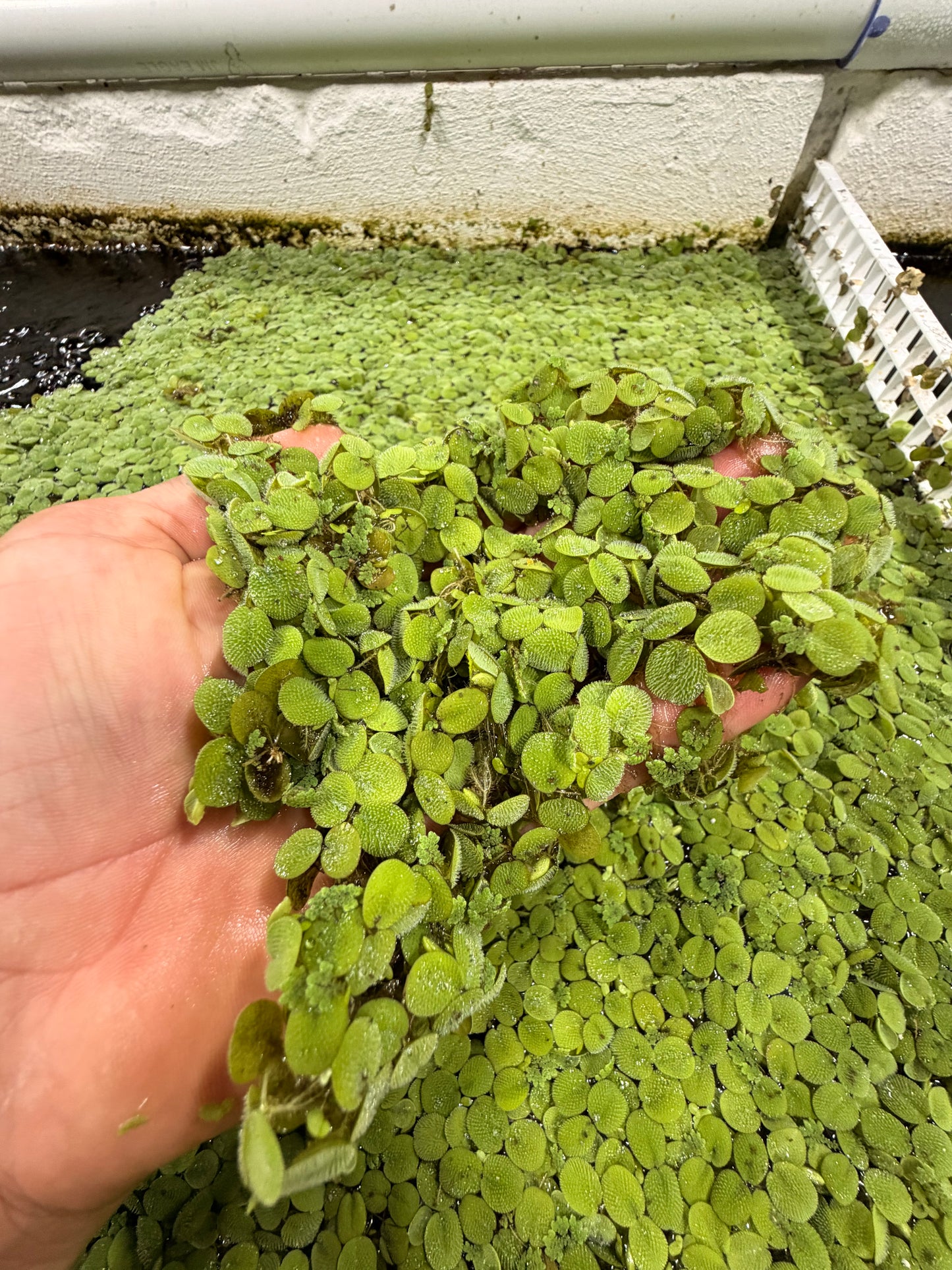 Salvinia Minima (FREE SHIPPING)
