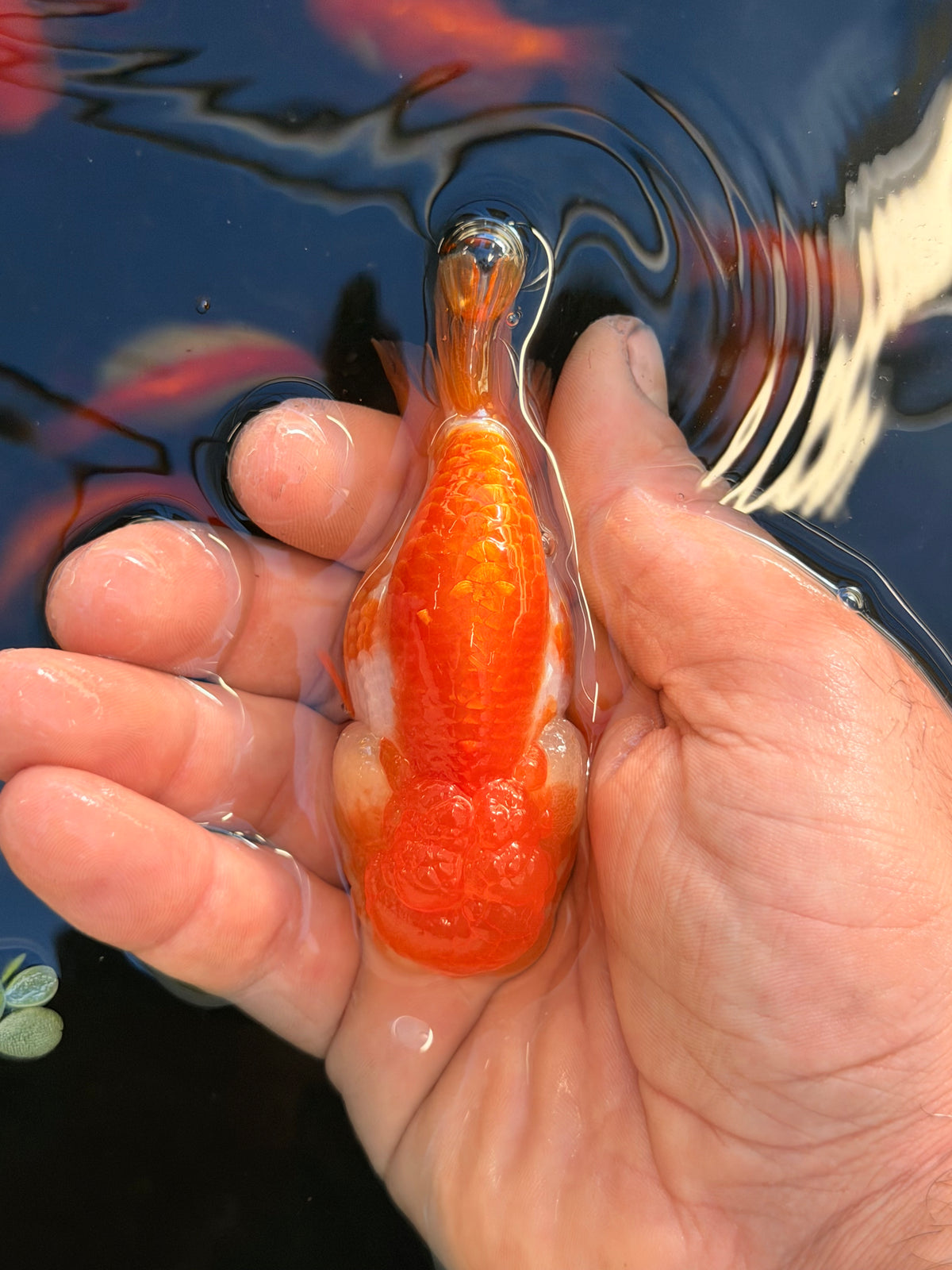 The Floating Gusher