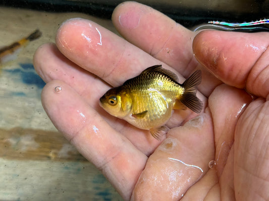 Assorted red/white dorsal-fin ranchus (group of 5)