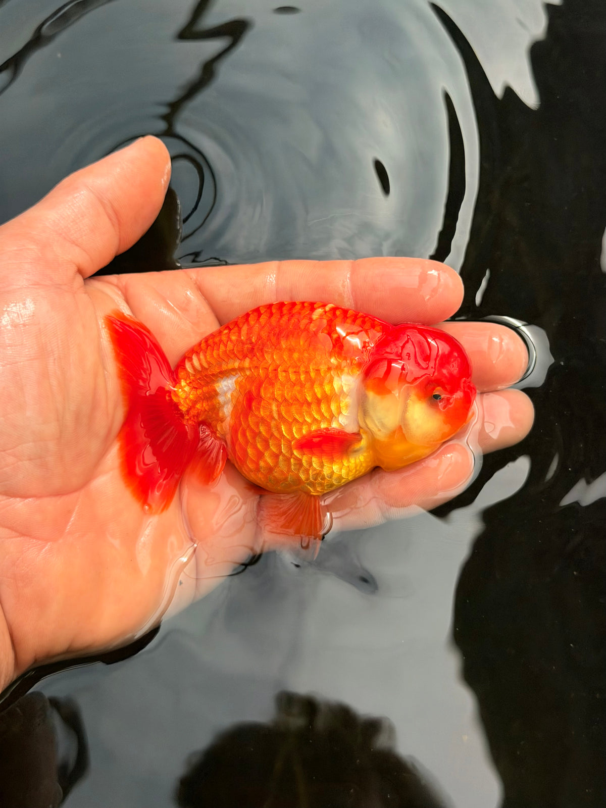 Flamin’ Hot Feesh