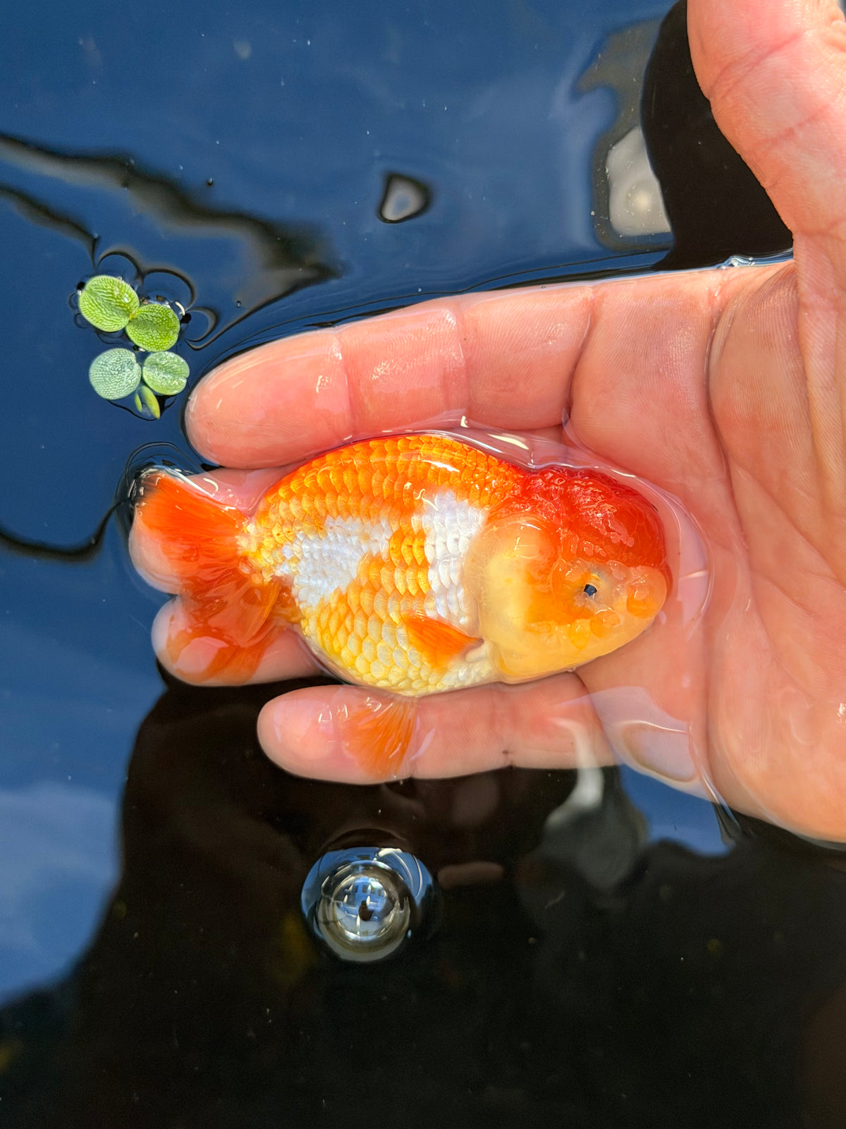 The Floating Gusher