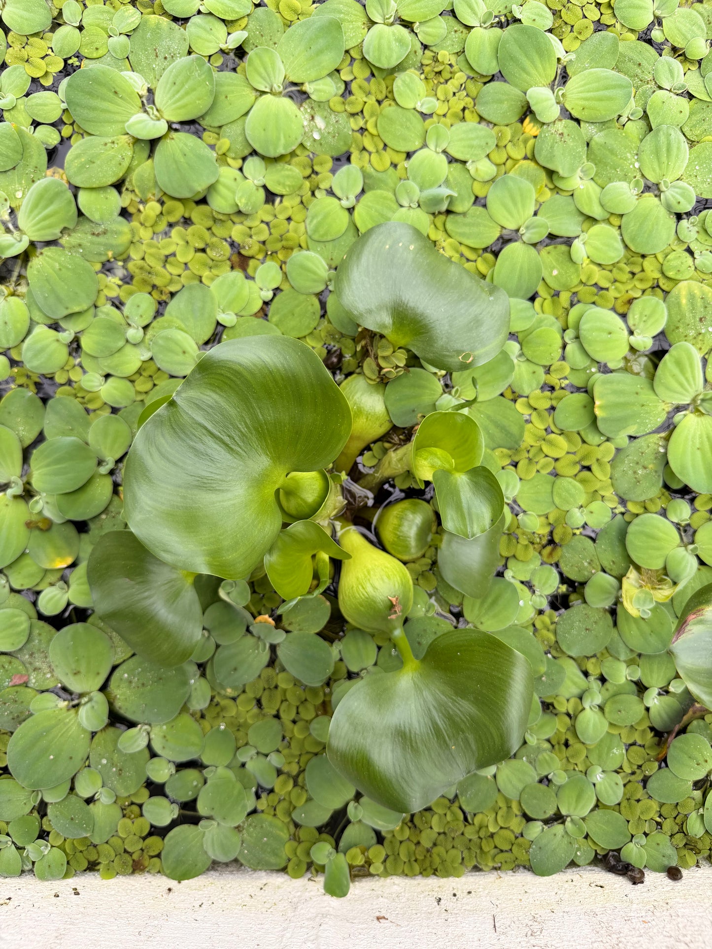 Assorted Floating plants bundle pack