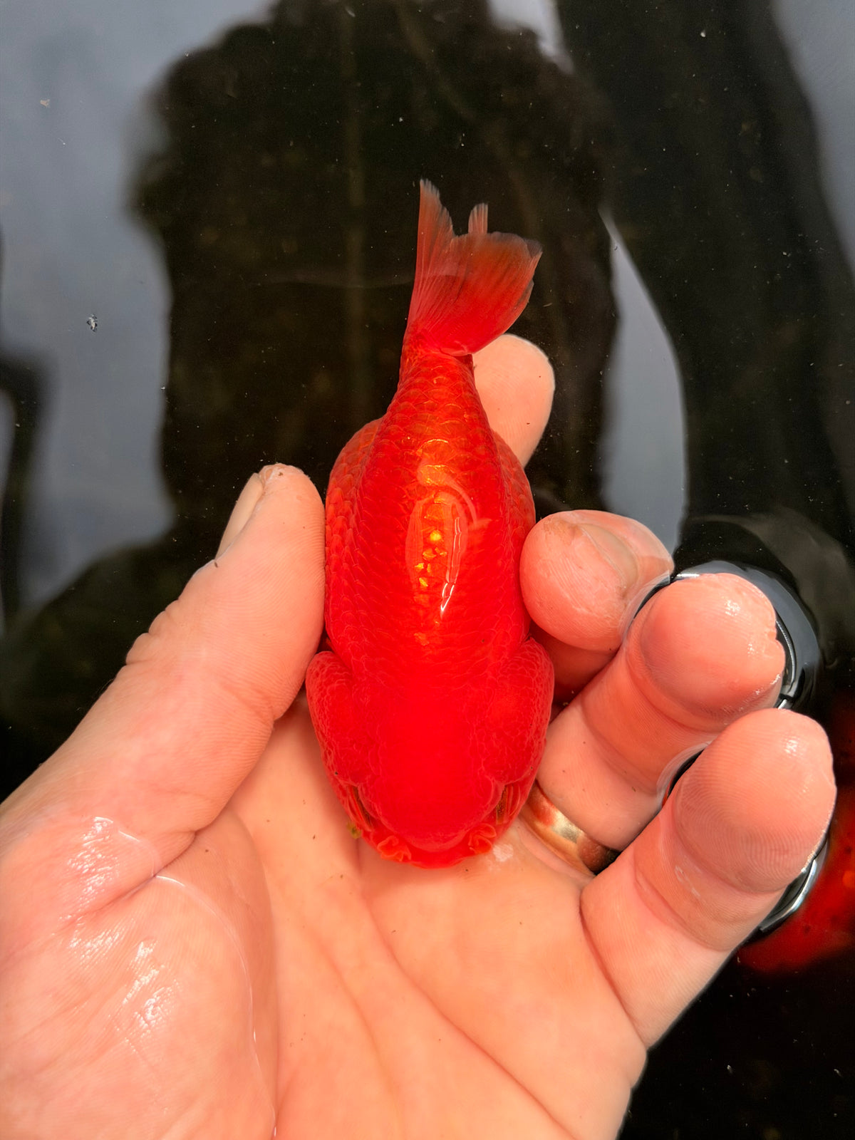 Orange Nugget Head
