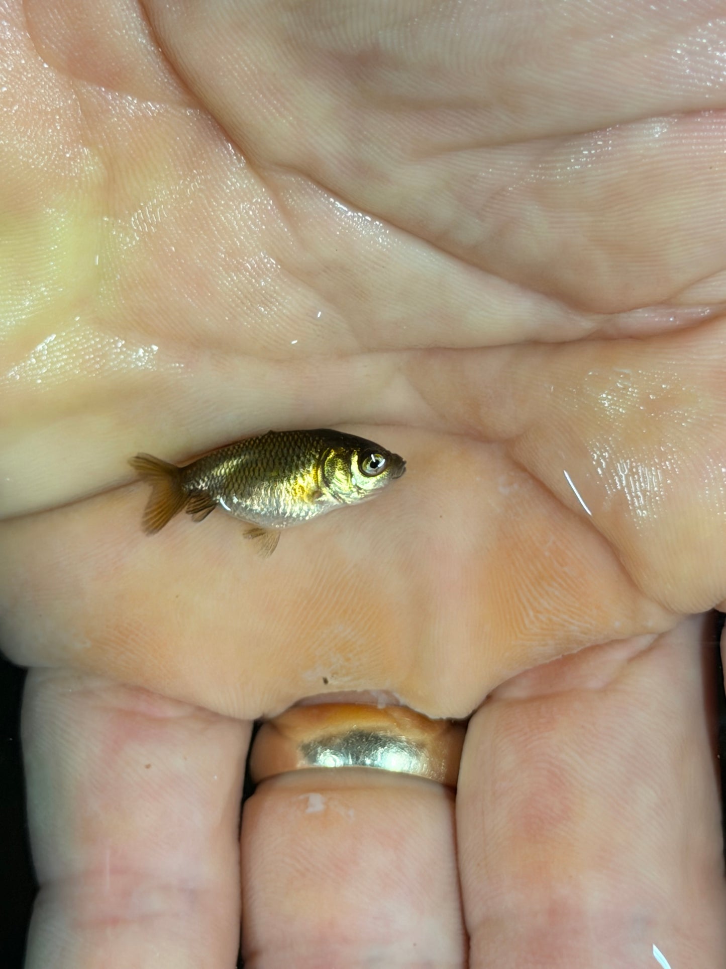 Group of 20 small lower quality babies