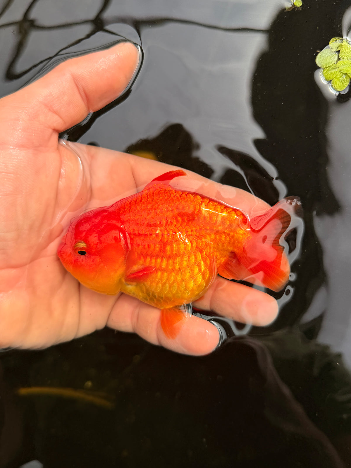The Shark Duo