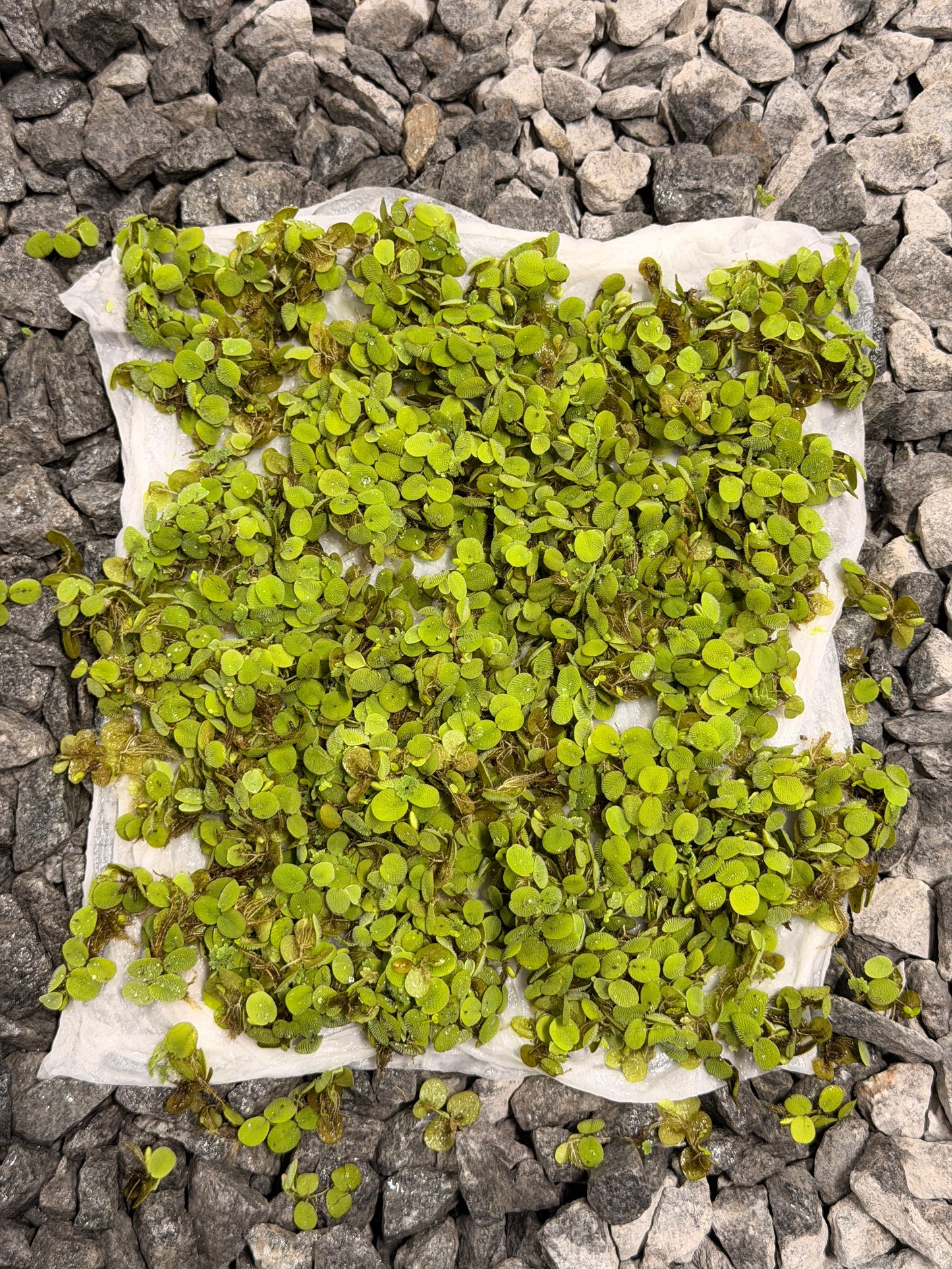 Salvinia Minima (FREE SHIPPING)
