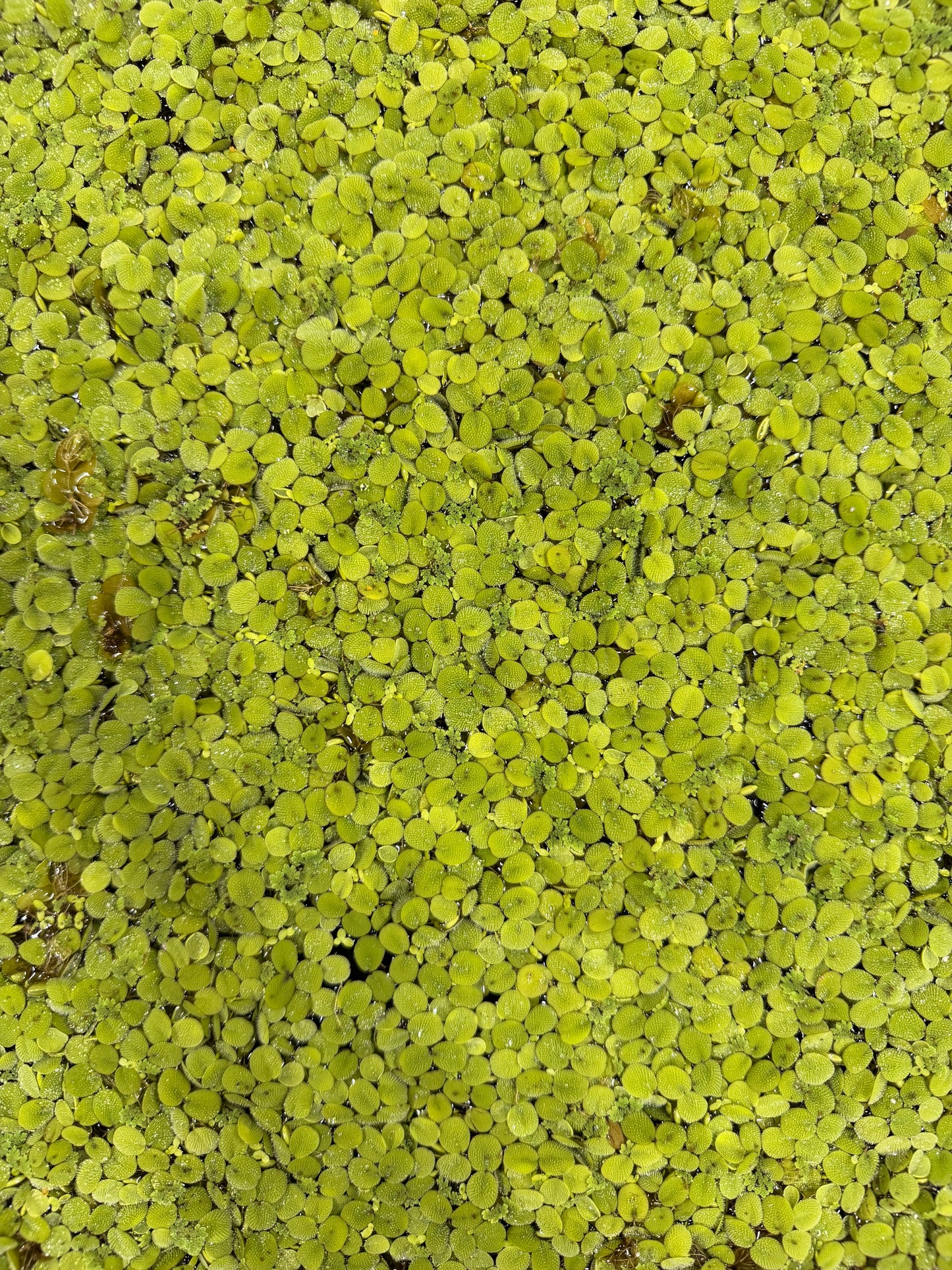 Salvinia Minima (FREE SHIPPING)