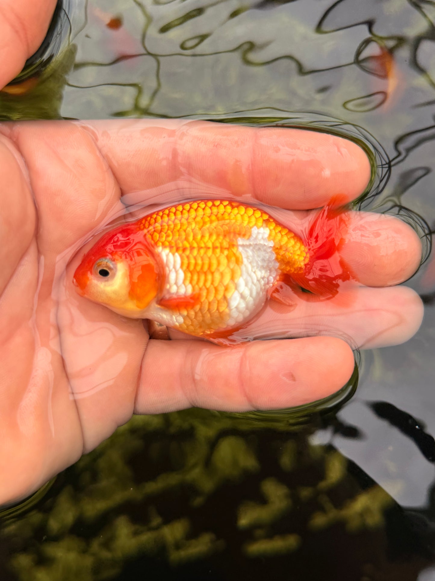 Mr. Half Ketchup Nugget