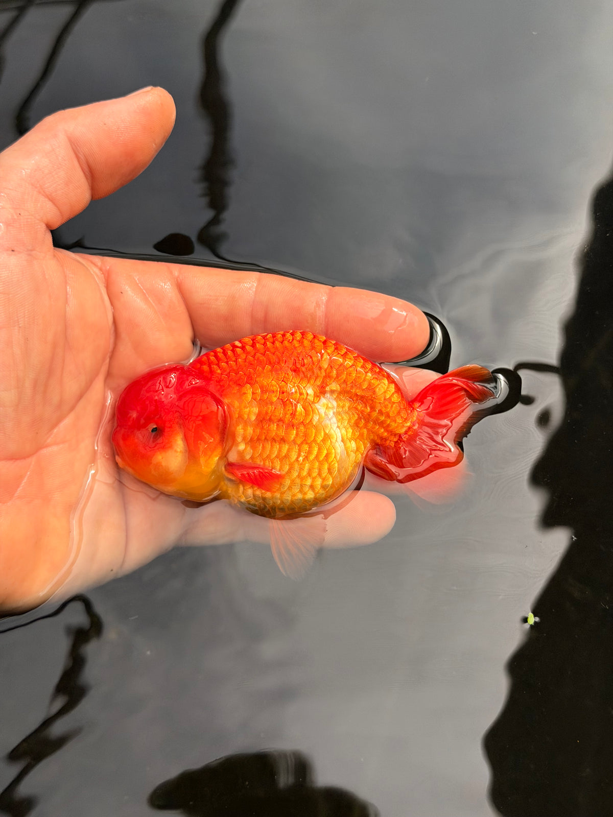 Flamin’ Hot Feesh