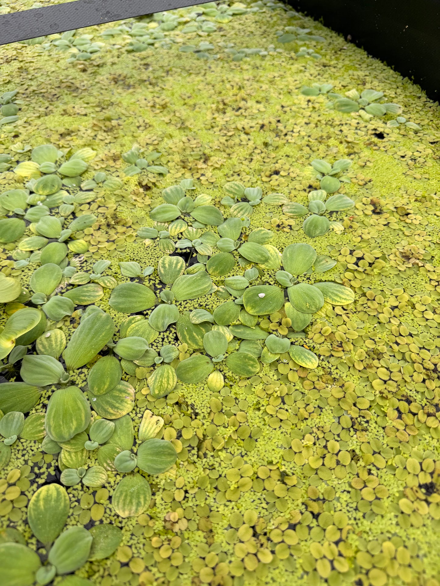 Assorted Floating plants bundle pack