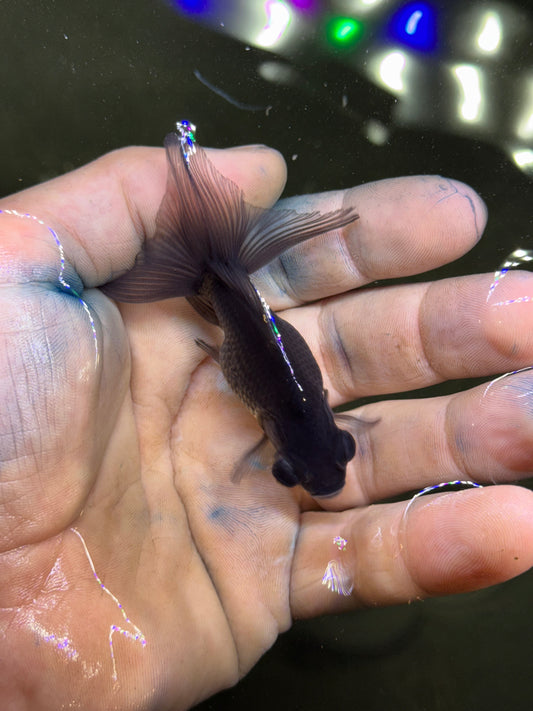 Assorted mini Jills - black telescope goldfish (group of 2)