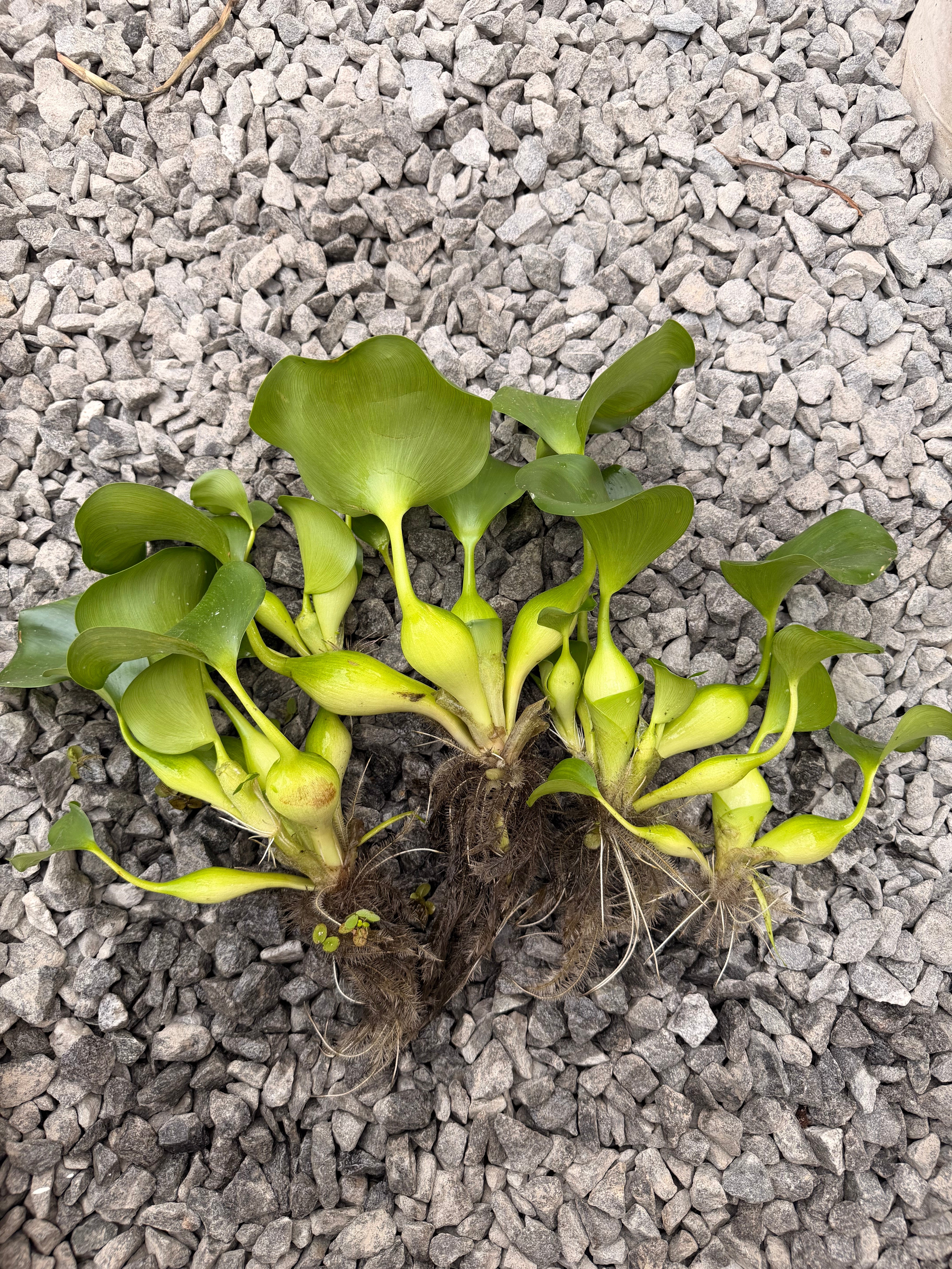 Water Hyacinth – Luke's Goldies