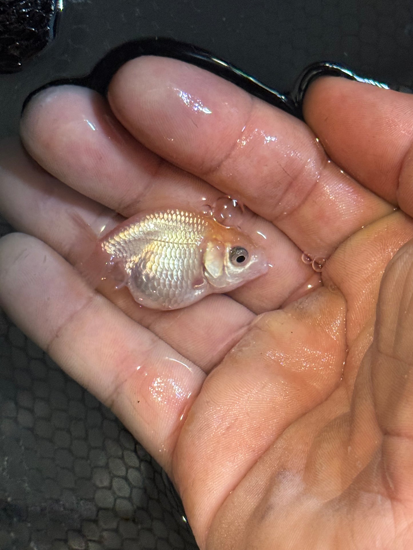 Assorted red/white small/lower quality ranchus (group of five)