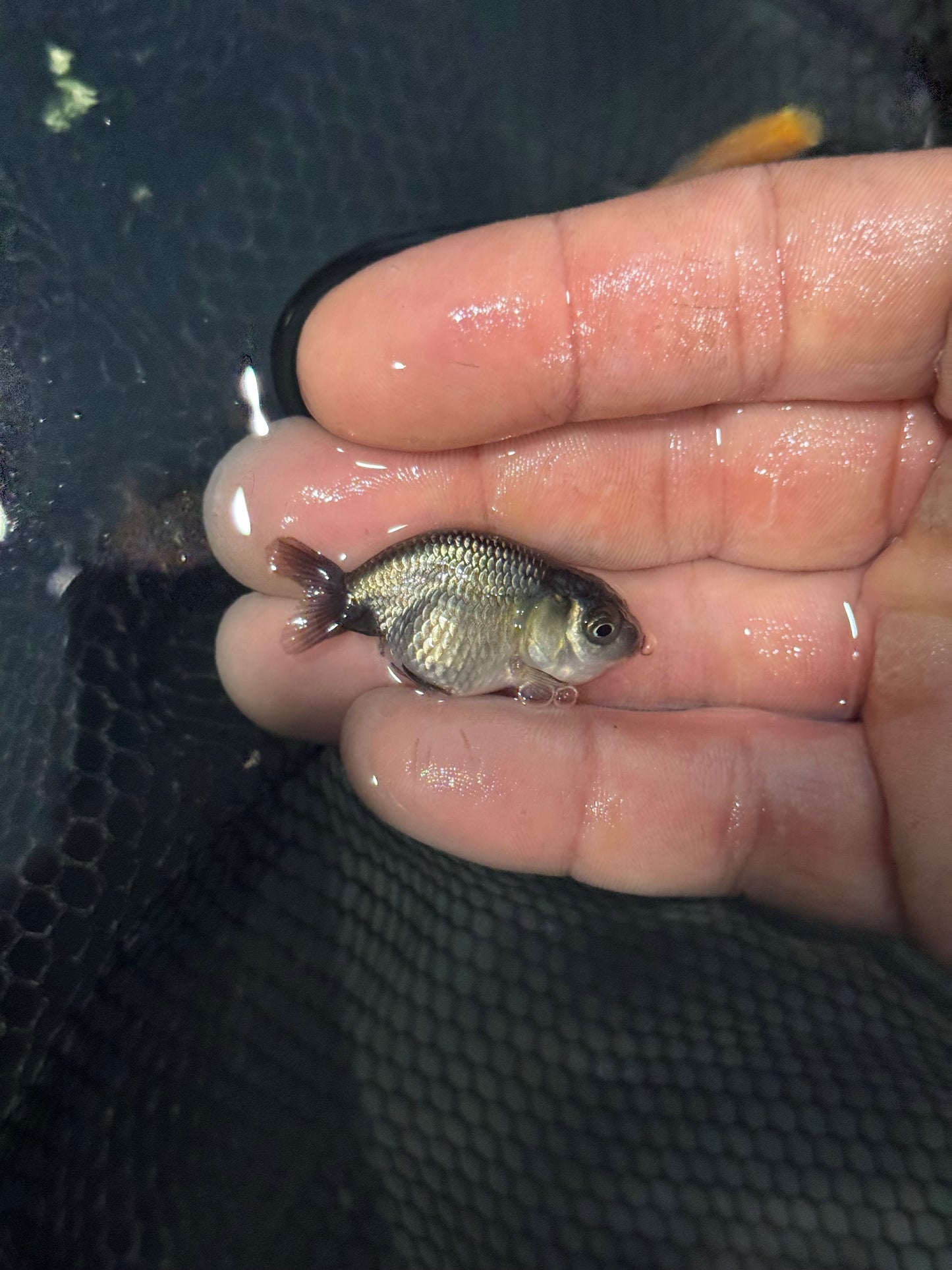 Assorted red/white small/lower quality ranchus (group of five)