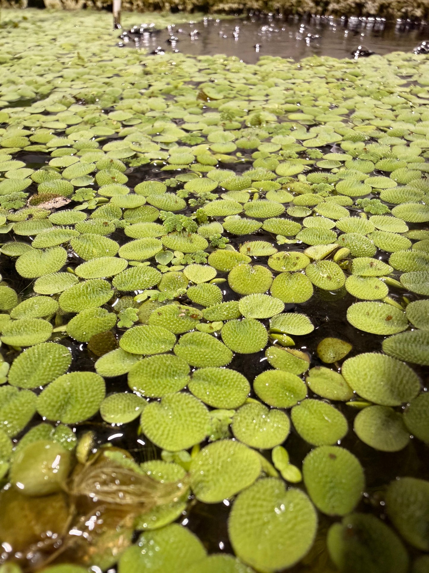 Salvinia Minima (FREE SHIPPING)