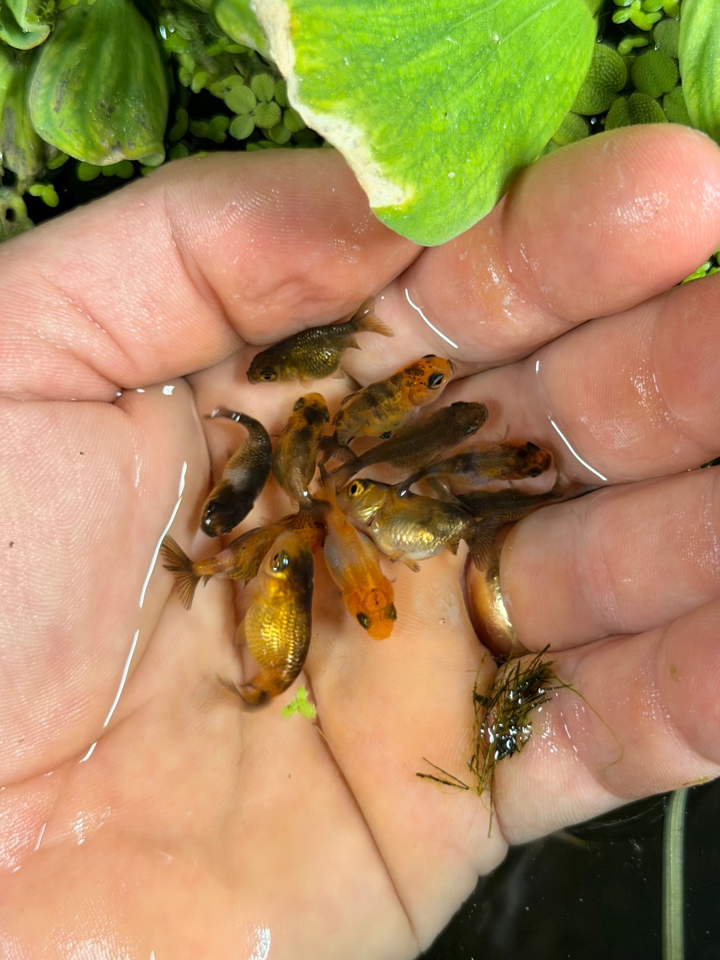 Group of 20 small lower quality babies