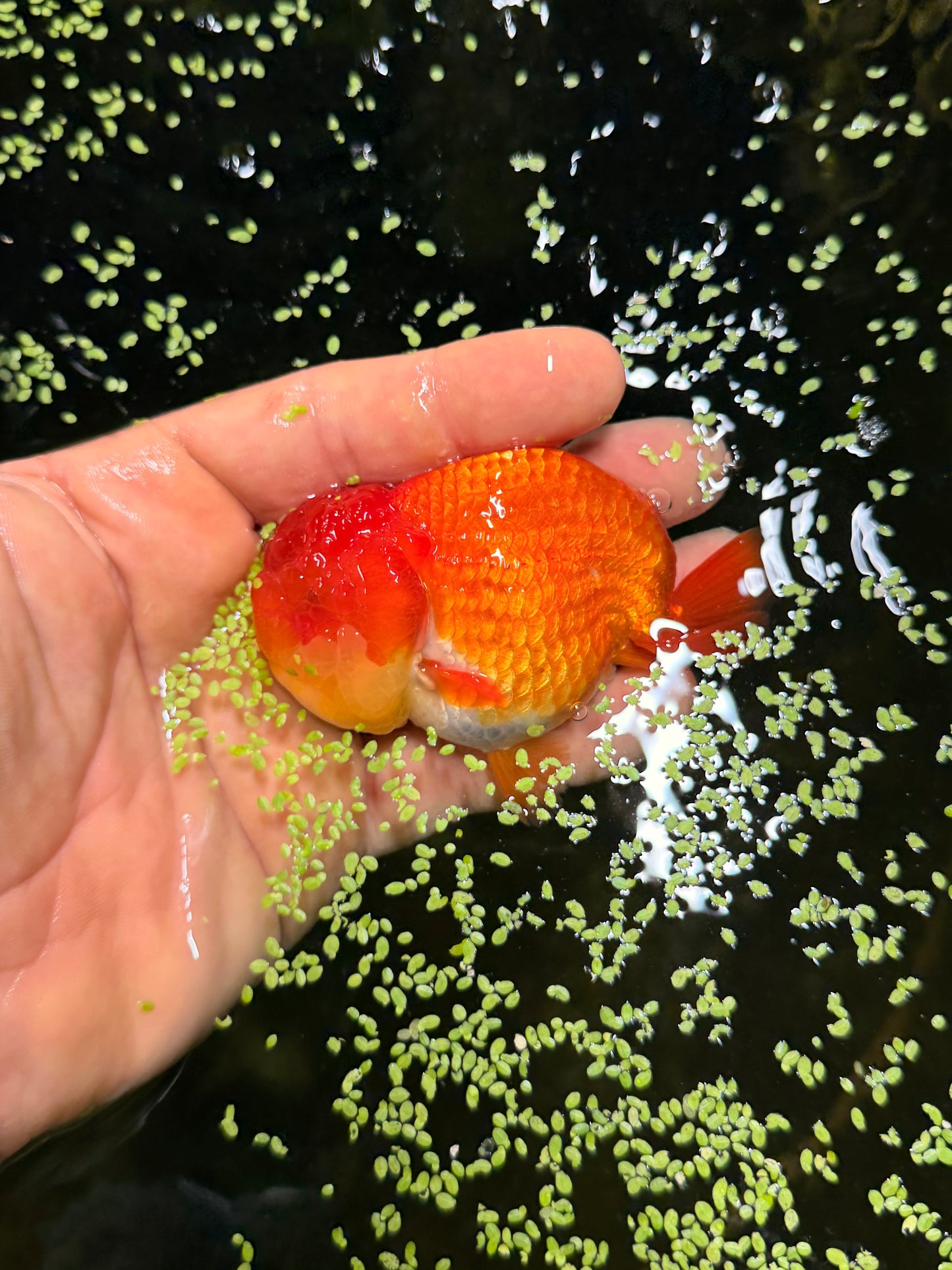 The living, swimming, mandarin orange