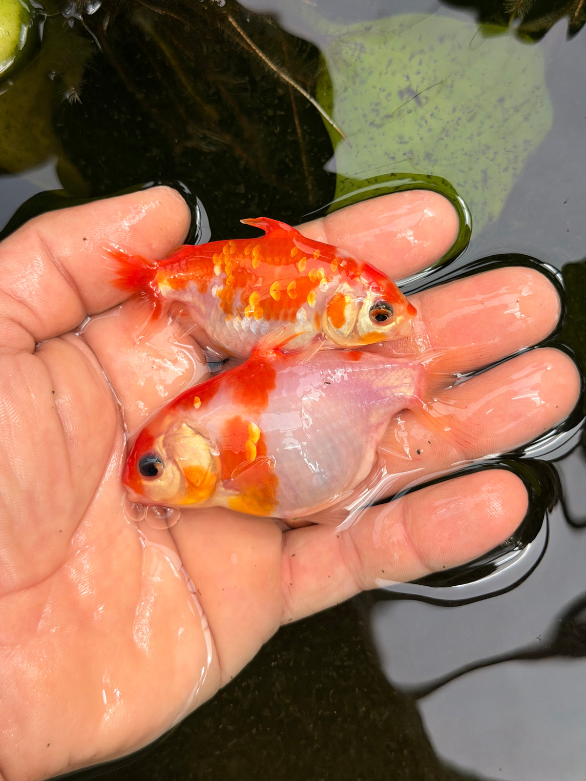 Group of 5 larger medium quality ranchu & sharkchu