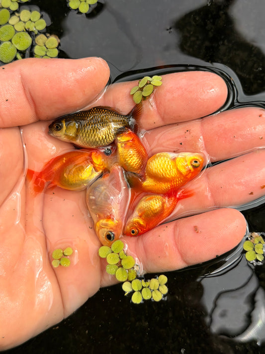 Group of small 5 lower quality ranchus