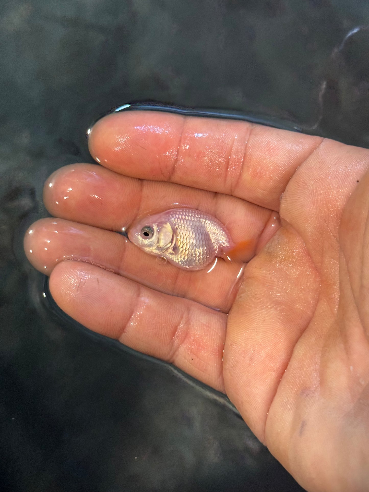 Assorted red/white small/lower quality ranchus (group of five)