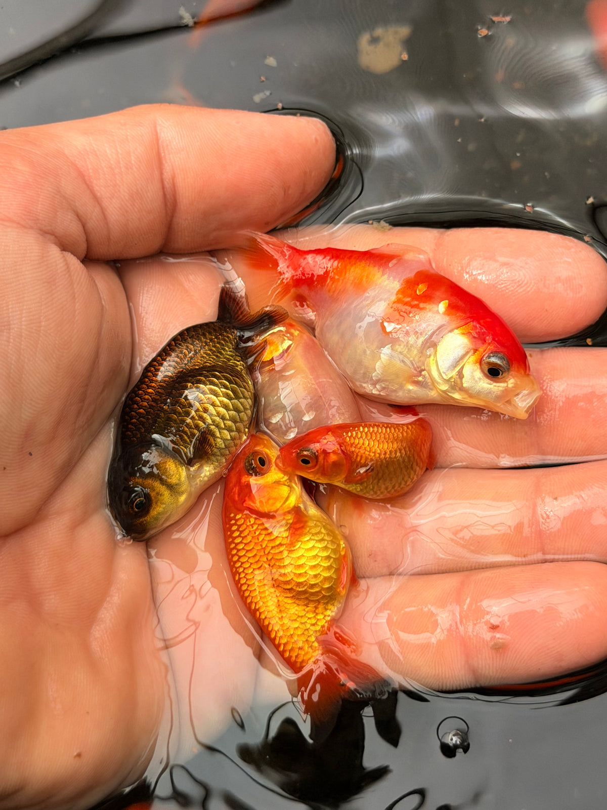 Group of 5 small medium quality ranchus