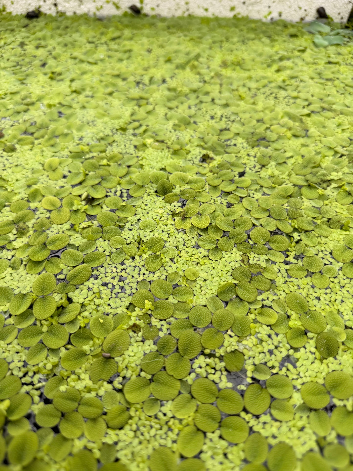 Assorted Floating plants bundle pack