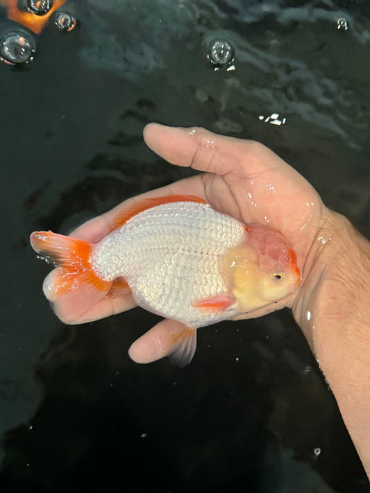 Jumbo Rocky Goldfish