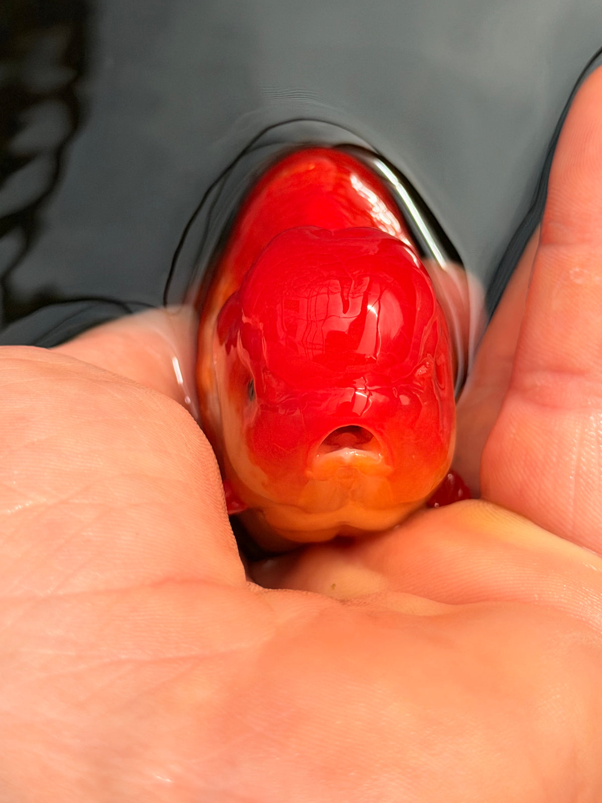 Flamin’ Hot Feesh