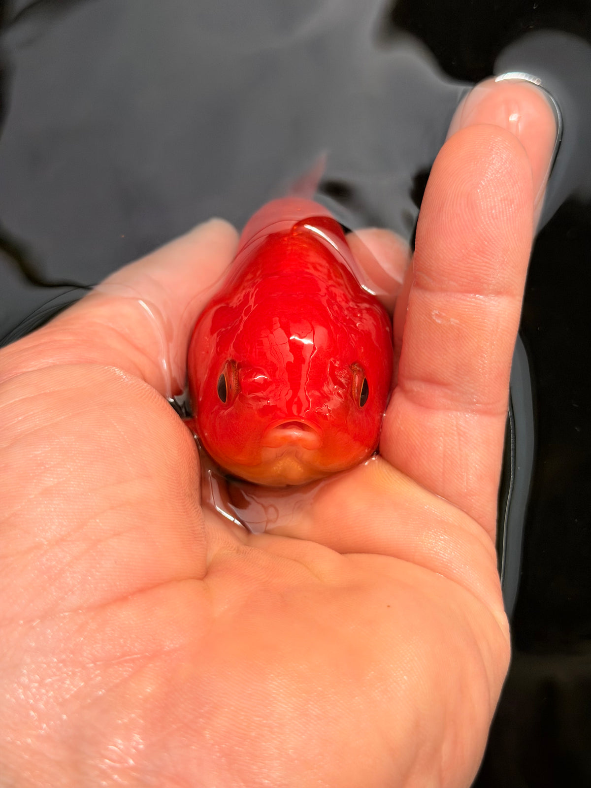 Orange Nugget Head