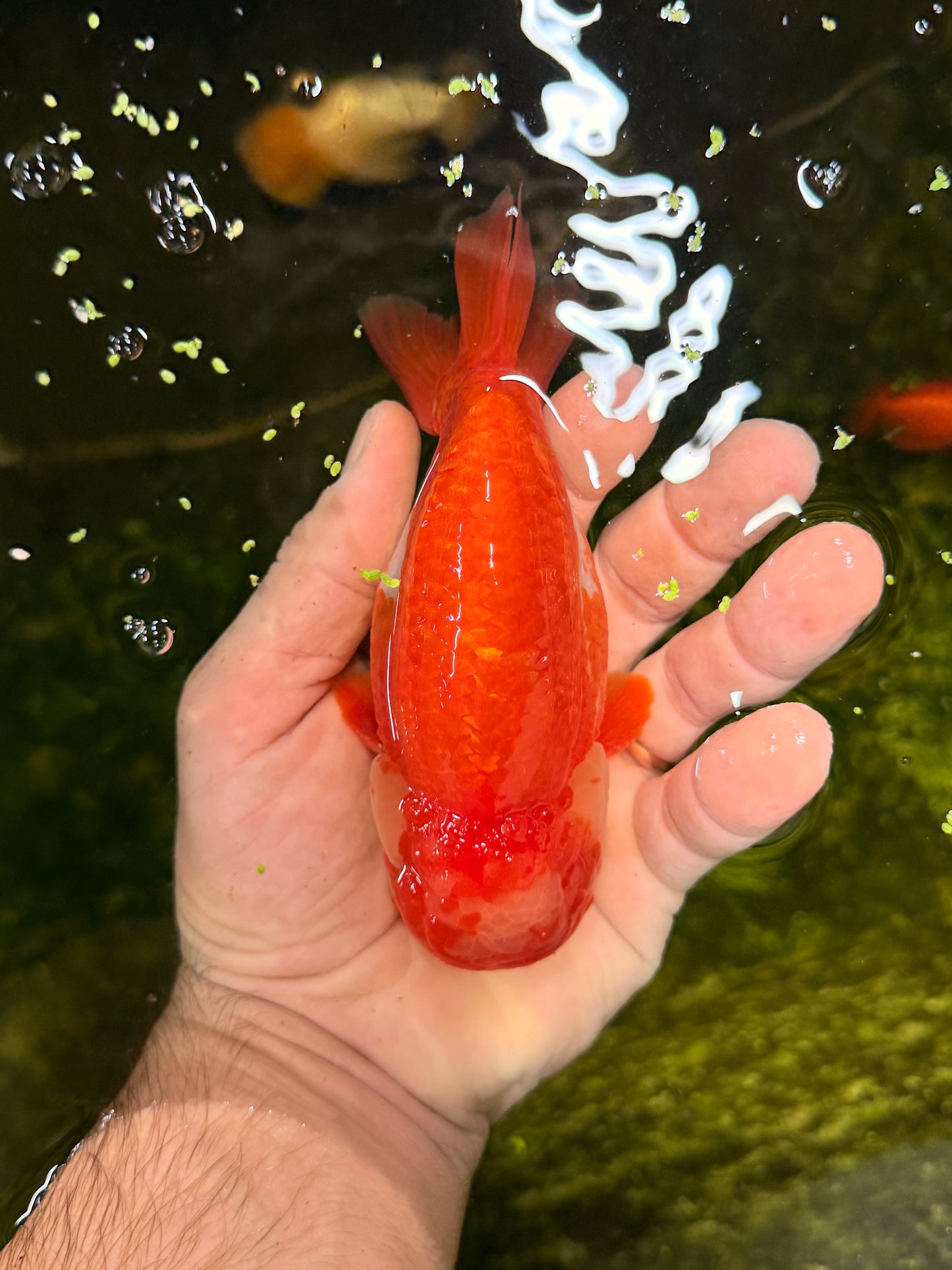 Randolf the Jumbo Ranchu Goldfish