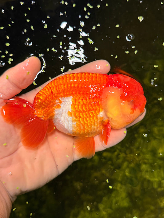 Randolf the Jumbo Ranchu Goldfish