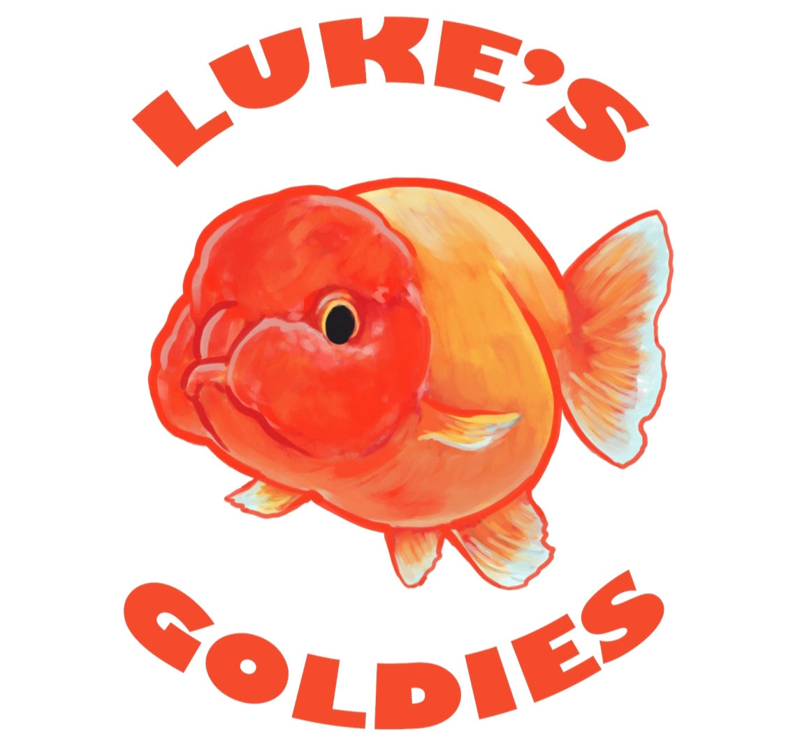 Complete Fancy Goldfish Care Guide – Luke's Goldies