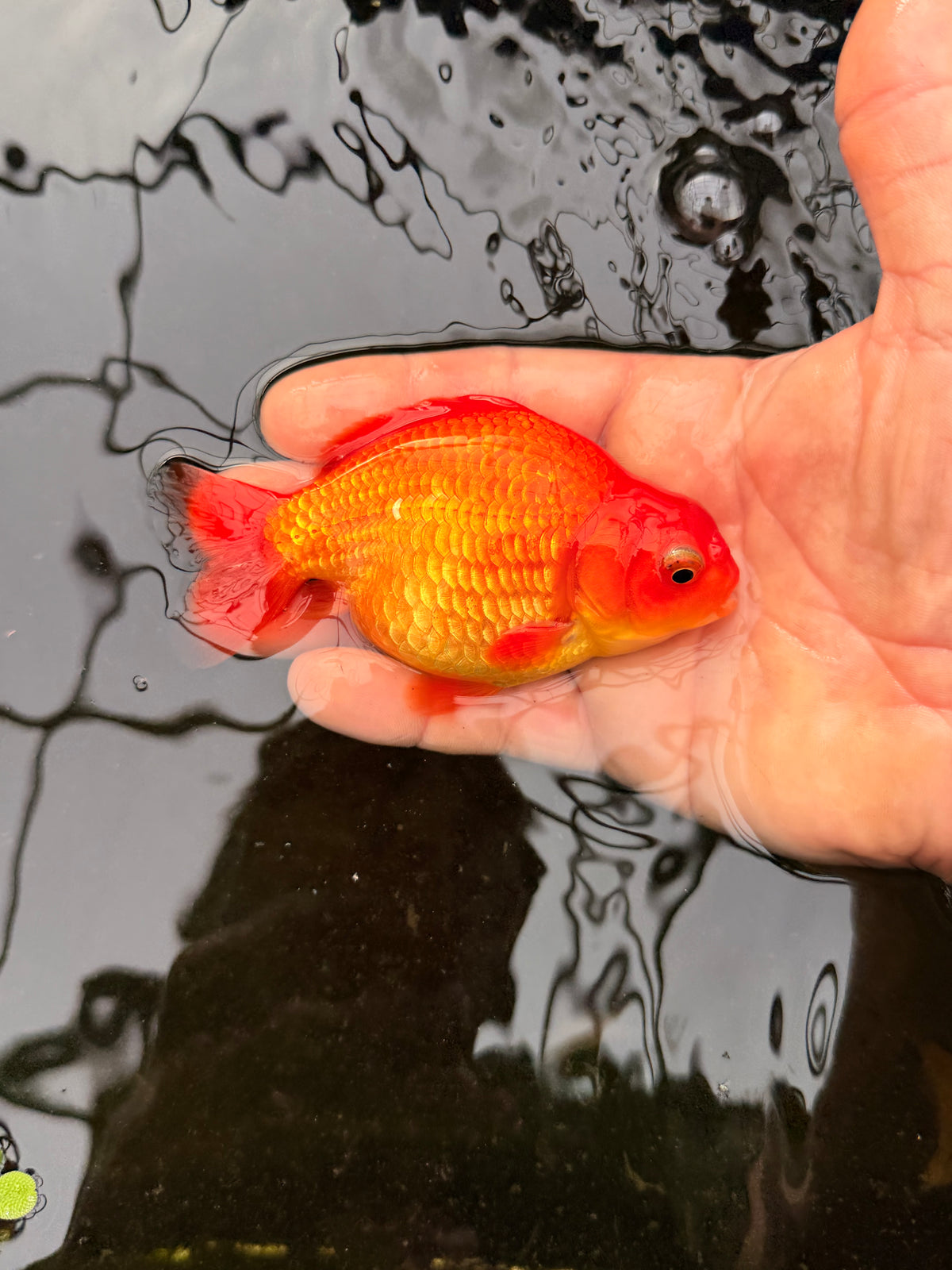 Grok the fish