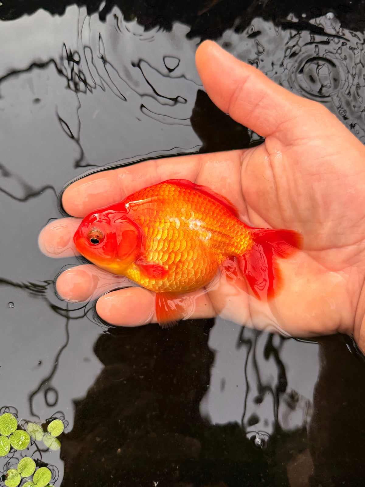 Grok the fish