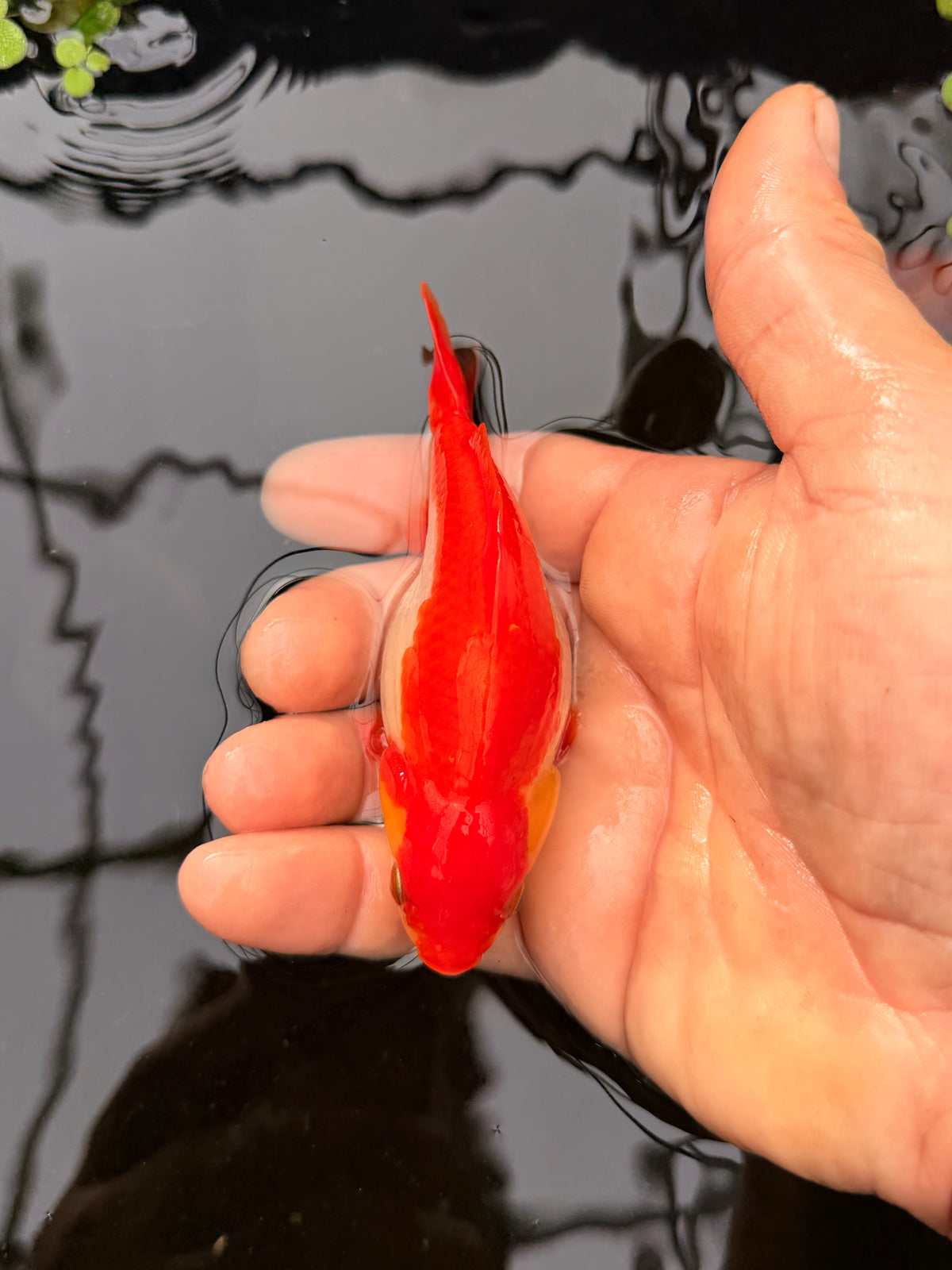 Left Fin Larry