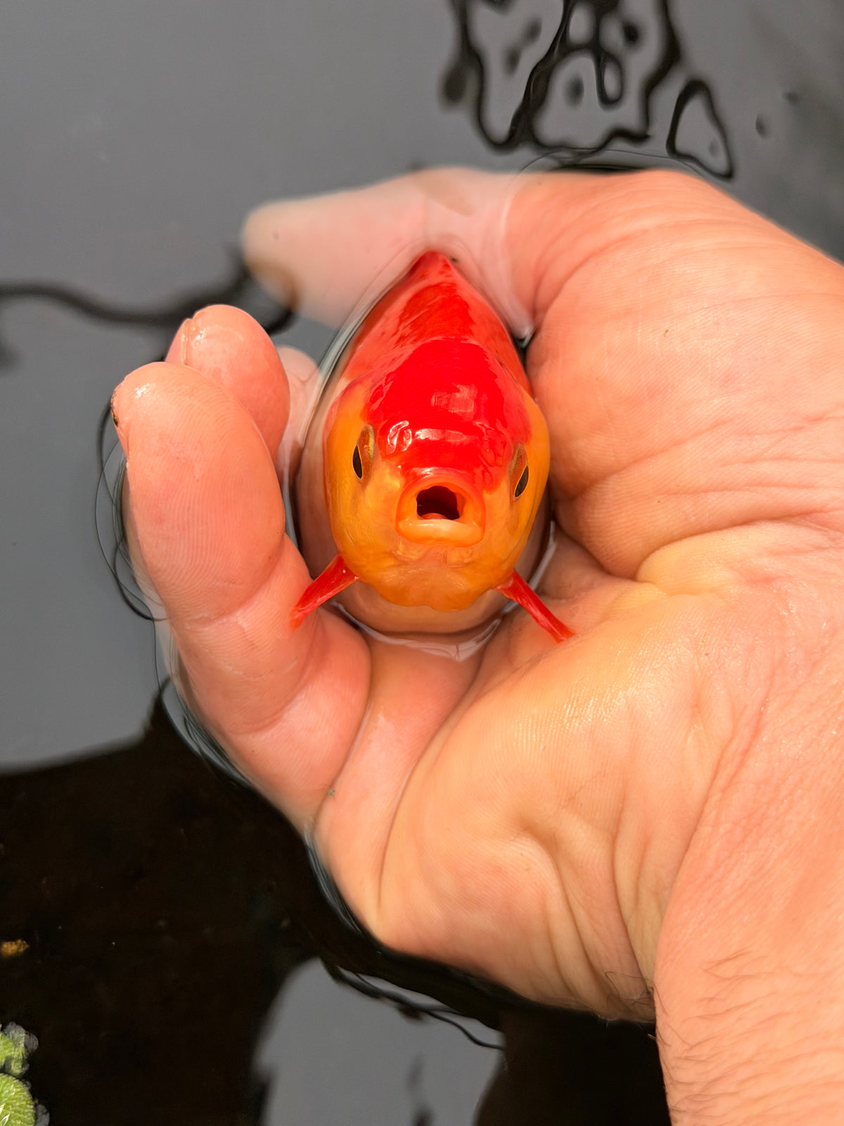 Left Fin Larry