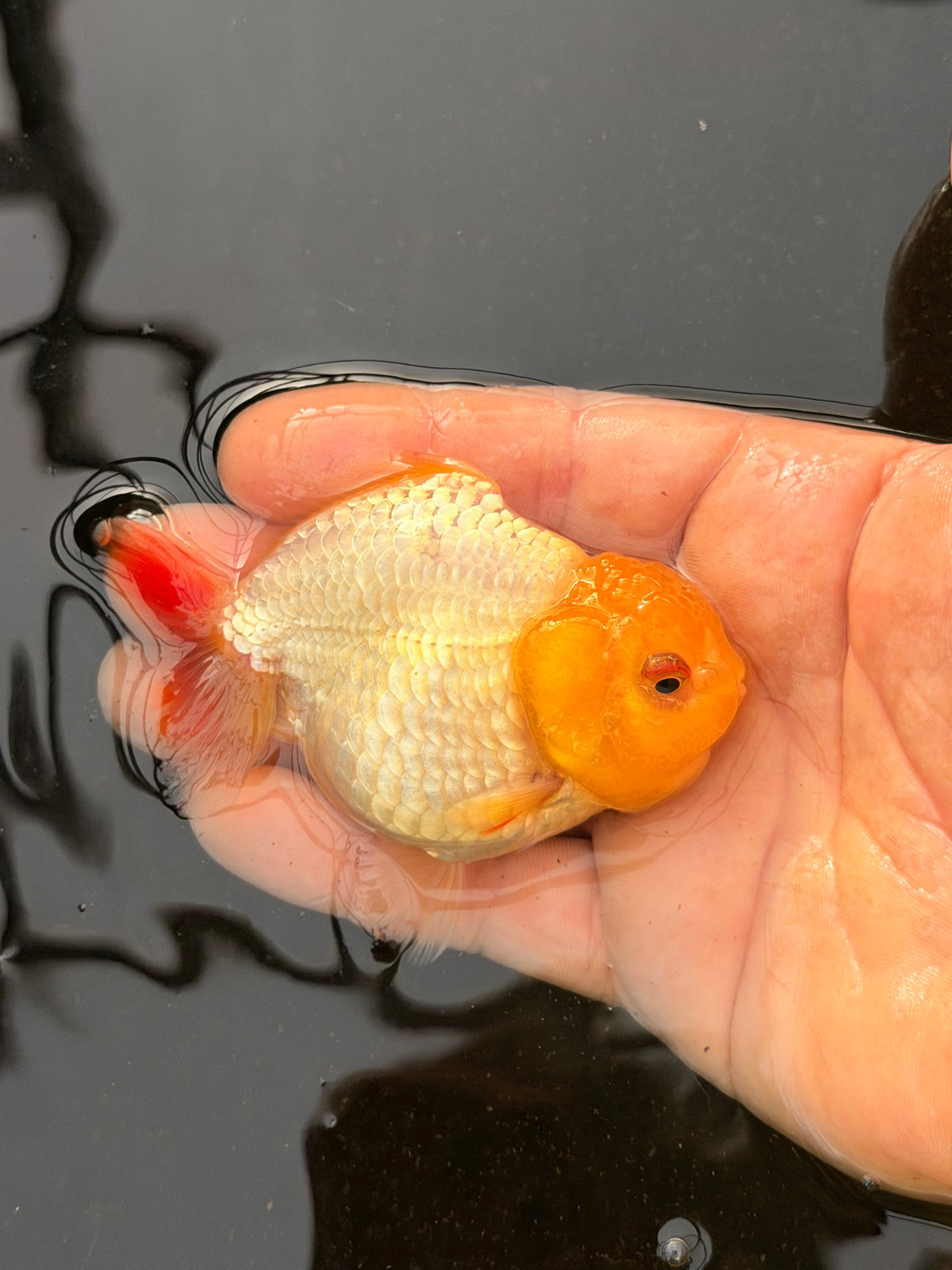Lil Lemon