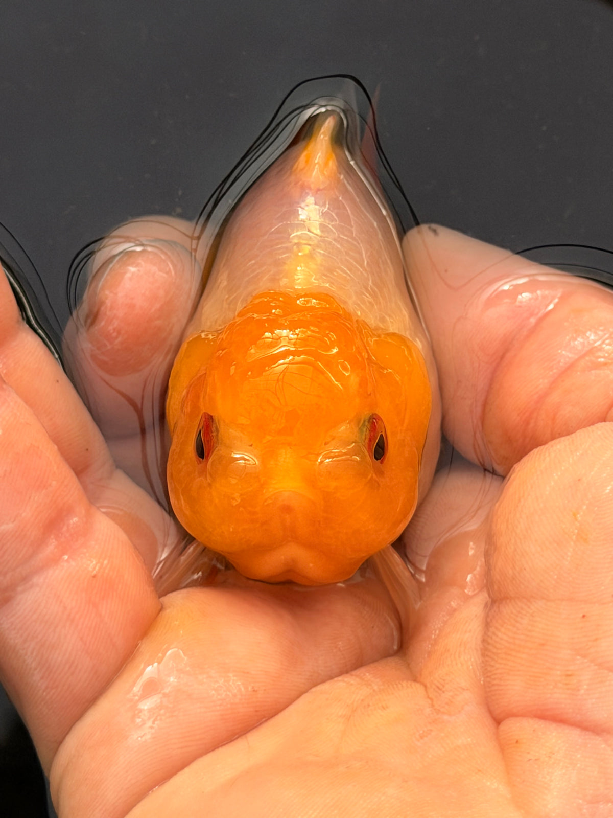 Lil Lemon