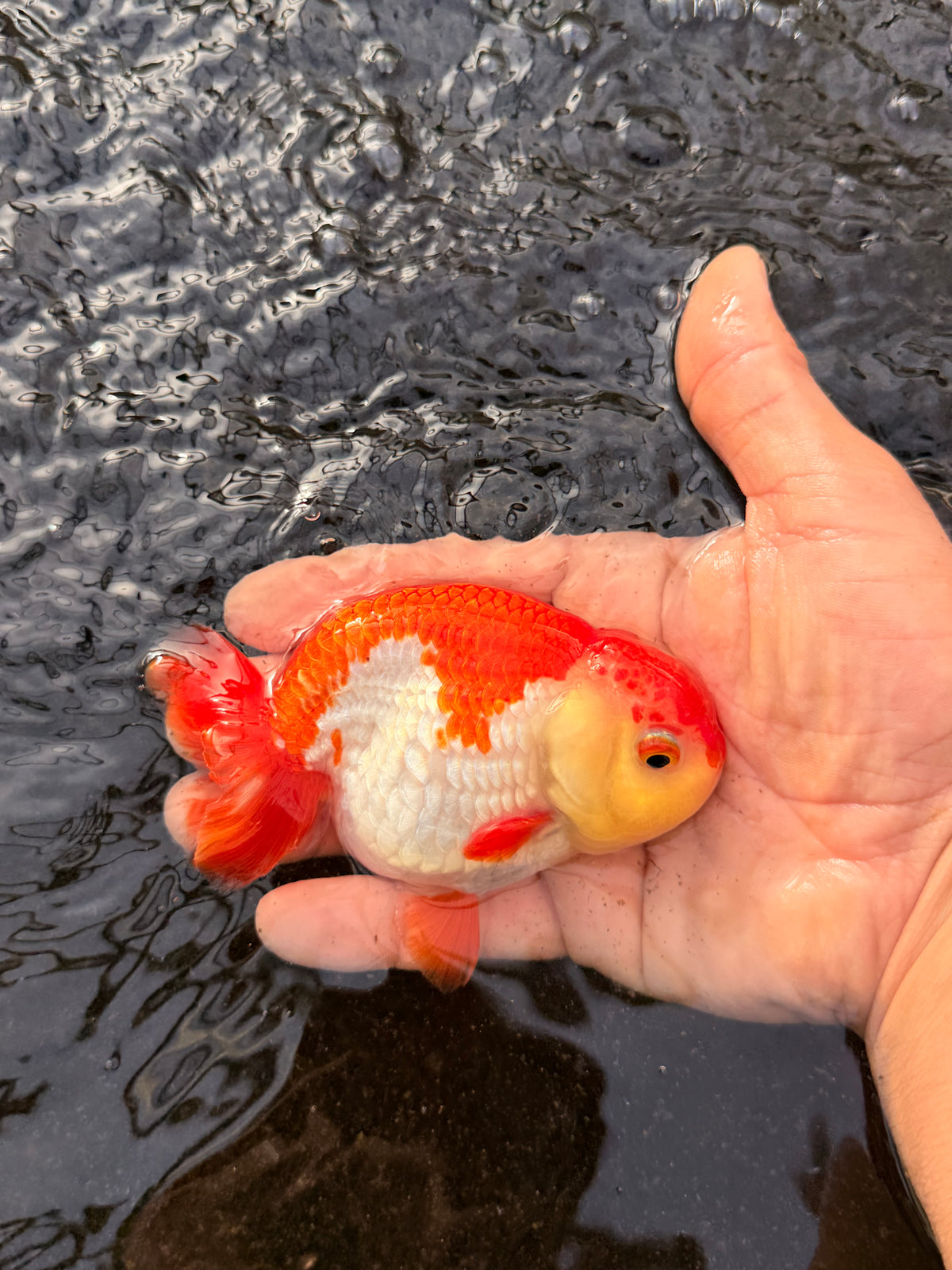 Basic Ranchu
