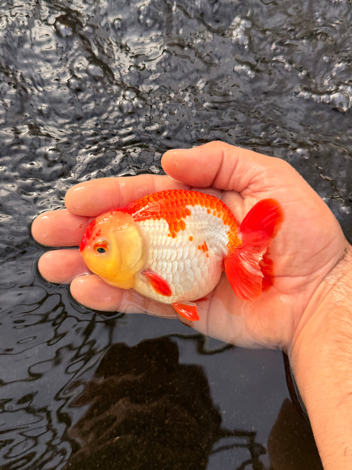 Basic Ranchu