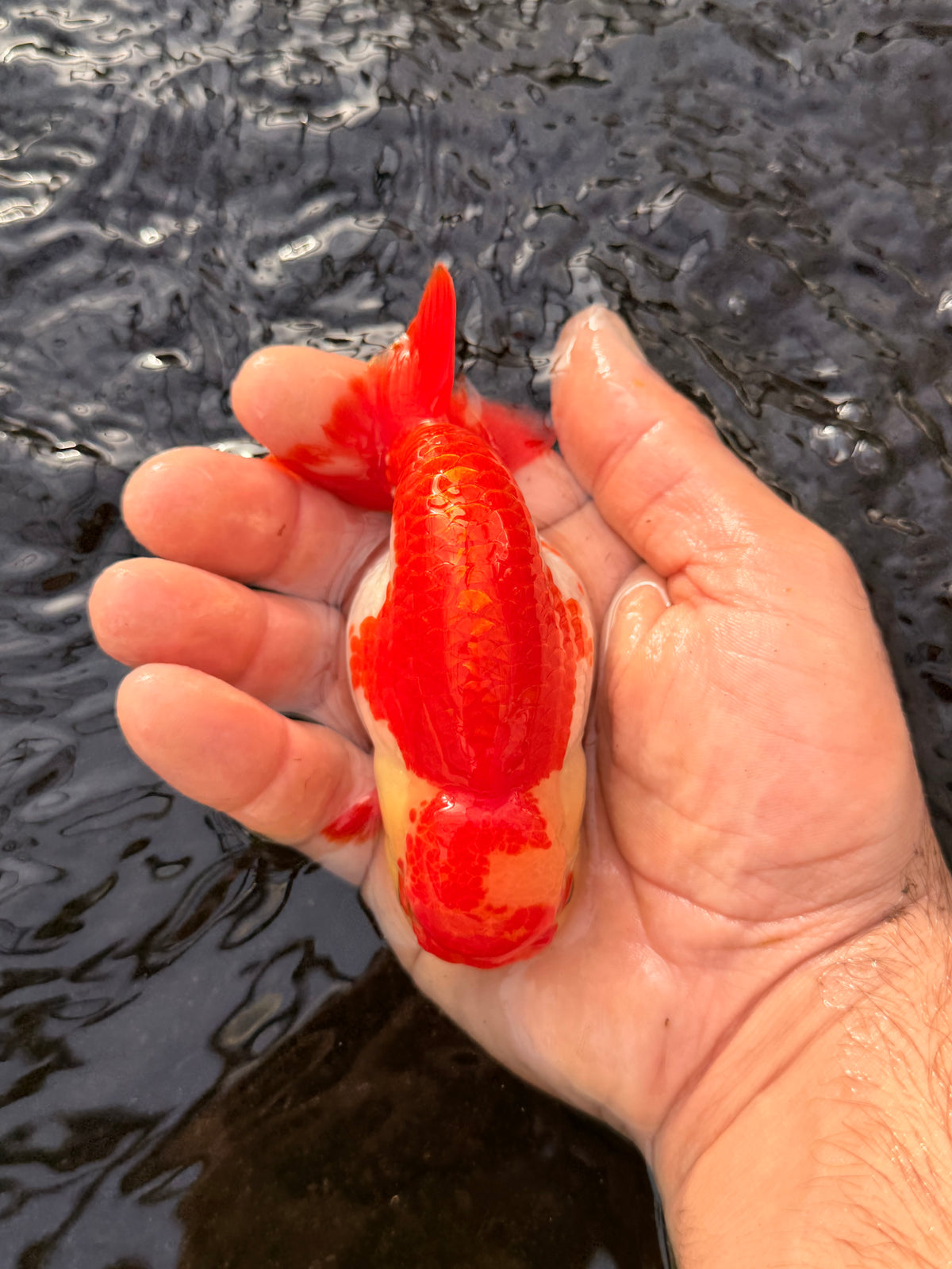 Basic Ranchu